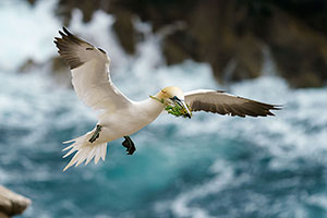 Alcatraz común (Morus bassanus)