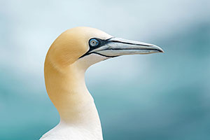 Alcatraz común (Morus bassanus)