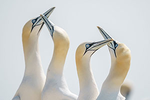 Alcatraz común (Morus bassanus)