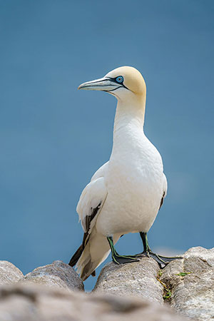 Alcatraz común (Morus bassanus)