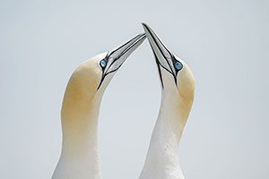 Alcatraz común (Morus bassanus)