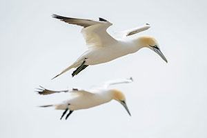 Alcatraz común (Morus bassanus)