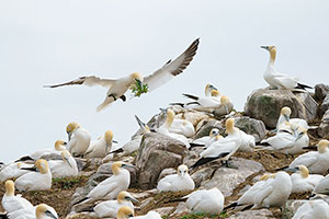 Alcatraz común (Morus bassanus)
