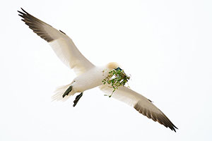 Alcatraz común (Morus bassanus)