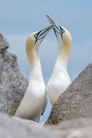 Alcatraz común (Morus bassanus)