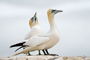 Alcatraz común (Morus bassanus)
