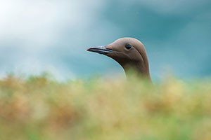 Arao común (Uria aalge)