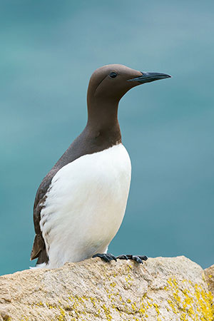 Arao común (Uria aalge)