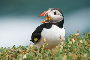 Frailecillo atlántico (Fratercula arctica)