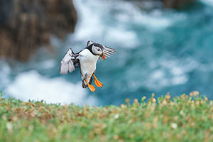 Frailecillo atlántico (Fratercula arctica)