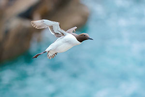 Arao común (Uria aalge)