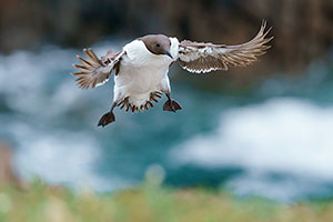 Arao común (Uria aalge)