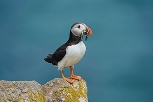 Frailecillo atlántico (Fratercula arctica)