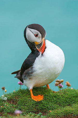 Frailecillo atlántico (Fratercula arctica)