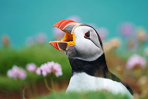 Frailecillo atlántico (Fratercula arctica)