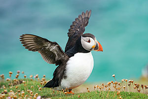 Frailecillo atlántico (Fratercula arctica)