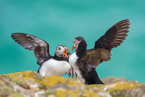 Frailecillo atlántico (Fratercula arctica)