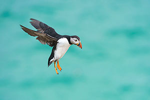 Frailecillo atlántico (Fratercula arctica)
