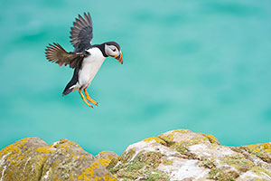 Frailecillo atlántico (Fratercula arctica)