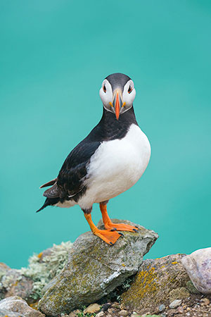 Frailecillo atlántico (Fratercula arctica)