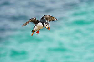Frailecillo atlántico (Fratercula arctica)
