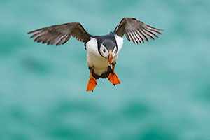 Frailecillo atlántico (Fratercula arctica)