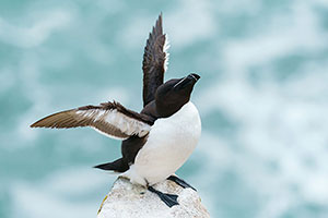 Alca común (Alca torda)