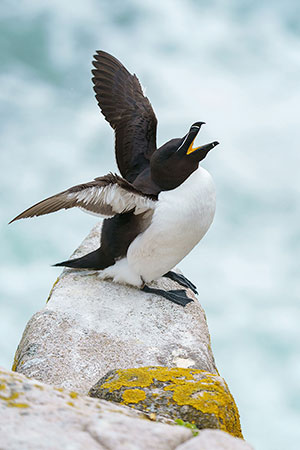 Alca común (Alca torda)