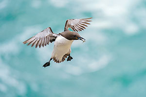 Arao común (Uria aalge)