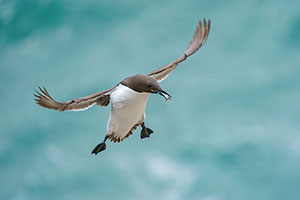 Arao común (Uria aalge)