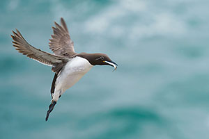 Arao común bridado (Uria aalge)