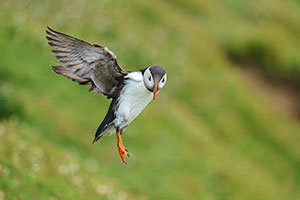 Frailecillo atlántico (Fratercula arctica)