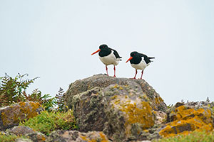 Ostrero euroasiático (Haematopus ostralegus)