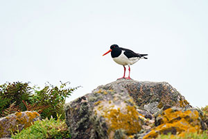 Ostrero euroasiático (Haematopus ostralegus)