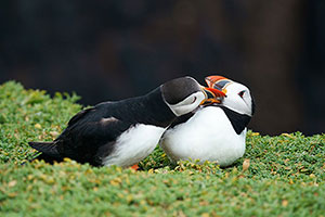 Frailecillo atlántico (Fratercula arctica)
