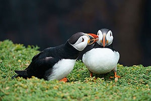 Frailecillo atlántico (Fratercula arctica)