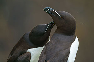 Alca común (Alca torda)