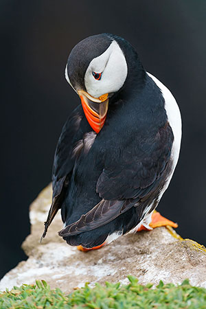 Frailecillo atlántico (Fratercula arctica)