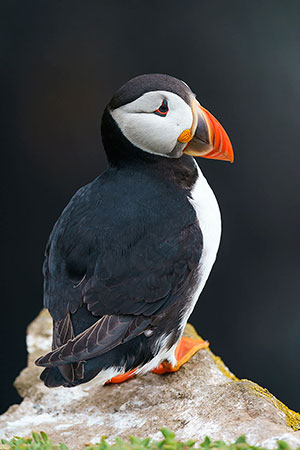 Frailecillo atlántico (Fratercula arctica)