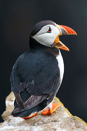 Frailecillo atlántico (Fratercula arctica)