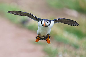 Frailecillo atlántico (Fratercula arctica)