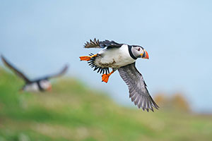 Frailecillo atlántico (Fratercula arctica)