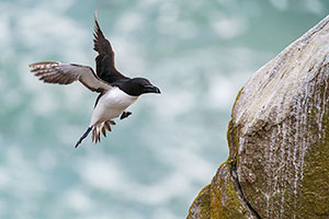 Alca común (Alca torda)