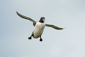 Arao común (Uria aalge)