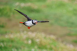 Frailecillo atlántico (Fratercula arctica)