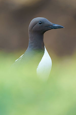 Arao común (Uria aalge)