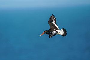 Ostrero euroasiático (Haematopus ostralegus)