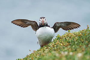 Frailecillo atlántico (Fratercula arctica)