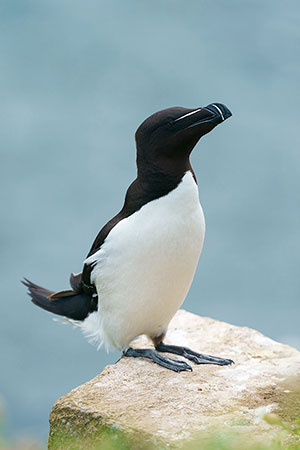 Alca común (Alca torda)