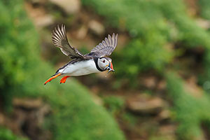 Frailecillo atlántico (Fratercula arctica)